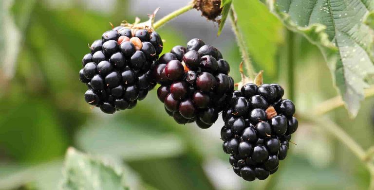 Blackberries health benefits, origin, Season, Storage & durability and use