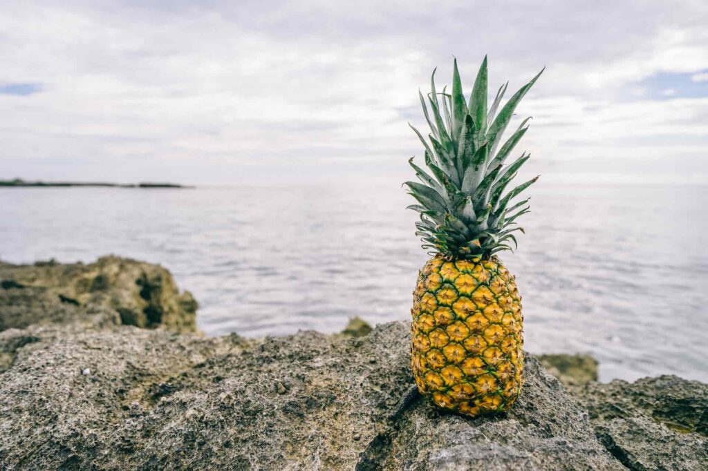 PINEAPPLE 1 PINEAPPLE